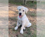 Small #3 Labrador Retriever Mix