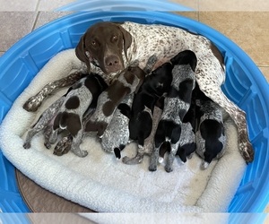 Mother of the German Shorthaired Pointer puppies born on 05/04/2023