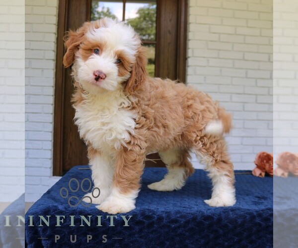 Medium Photo #1 Bernedoodle (Miniature) Puppy For Sale in NARVON, PA, USA