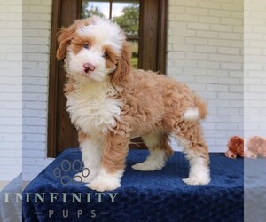 Bernedoodle (Miniature) Puppy for Sale in NARVON, Pennsylvania USA