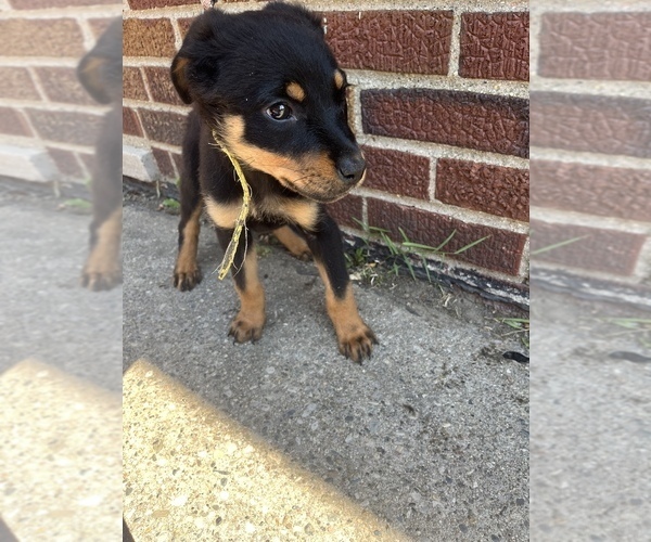 Medium Photo #5 Rottweiler Puppy For Sale in DETROIT, MI, USA