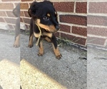 Small Photo #5 Rottweiler Puppy For Sale in DETROIT, MI, USA