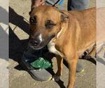 Small #5 Boxer Mix