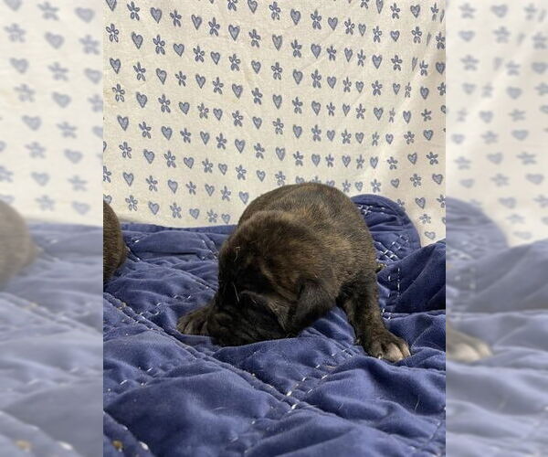 Medium Photo #1 Mutt Puppy For Sale in Modesto, CA, USA