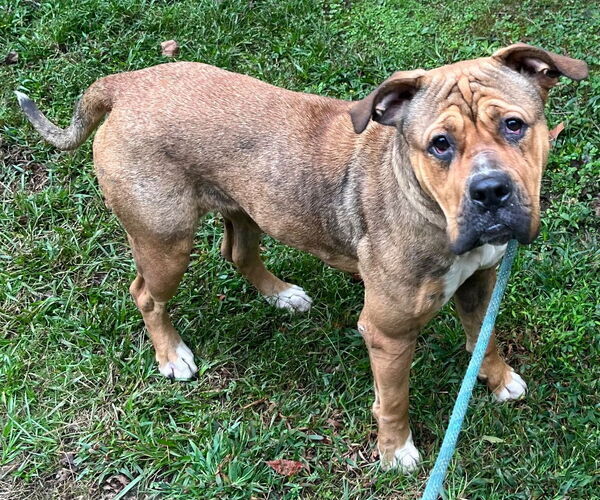 Medium Photo #1  Puppy For Sale in , 