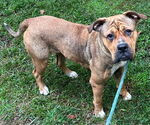 Small Photo #1  Puppy For Sale in , 