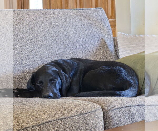 Medium Photo #3 Labrador Retriever Puppy For Sale in Fargo, ND, USA