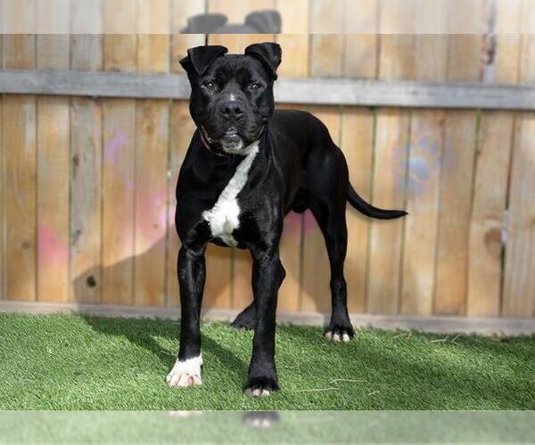 Medium Photo #1 Mutt Puppy For Sale in West Valley, UT, USA