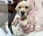 Puppy Puppy 7 Labrador Retriever