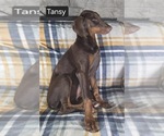Small #5 Doberman Pinscher