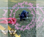 Small Photo #3 French Bulldog Puppy For Sale in ATHENS, GA, USA