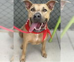Small #5 Black Mouth Cur Mix