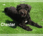 Small #1 Poodle (Miniature)-Wheaten Terrier Mix