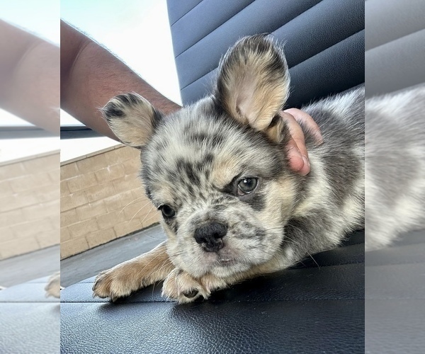 Medium Photo #4 French Bulldog Puppy For Sale in SAN ANTONIO, TX, USA