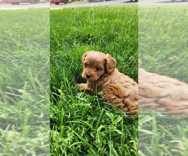 Medium Photo #17 Cavapoo (Toy) Puppy For Sale in GREENWOOD, WI, USA