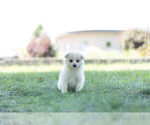 Small Photo #5 Pom-A-Poo Puppy For Sale in WARSAW, IN, USA
