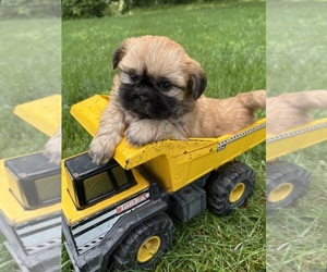 Shih Tzu Puppy for sale in MIDDLEBURY, IN, USA
