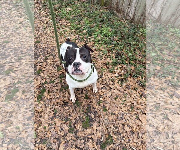 Medium Photo #1 American Staffordshire Terrier-Unknown Mix Puppy For Sale in Jackson, MS, USA