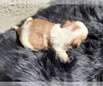 Small Photo #3 Shih Tzu Puppy For Sale in HAYWARD, CA, USA