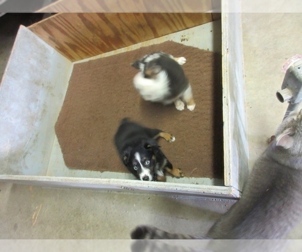 Medium Photo #4 Australian Shepherd Puppy For Sale in AUBURN, IN, USA
