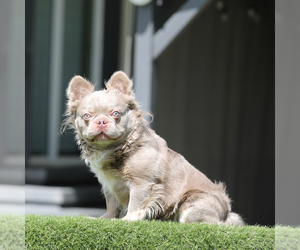 Father of the French Bulldog puppies born on 04/09/2026
