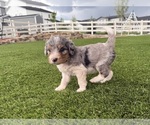 Puppy Paris Bernedoodle