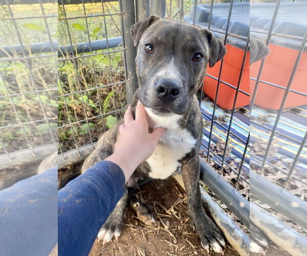 Medium Photo #2 Mutt Puppy For Sale in McCormick, SC, USA