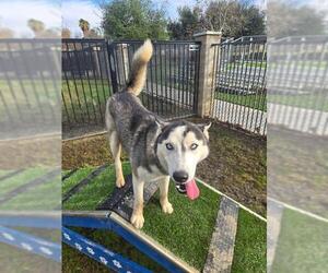 Siberian Husky Dogs for adoption in Riverside, CA, USA