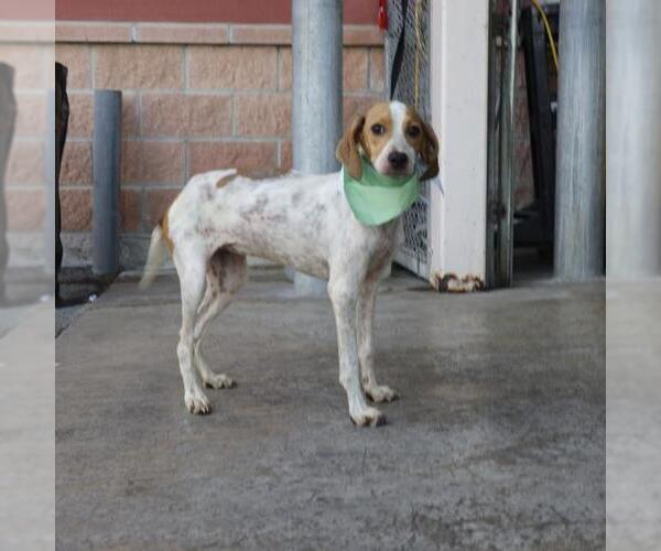 Medium Photo #1 Beagle-Unknown Mix Puppy For Sale in San Antonio, TX, USA