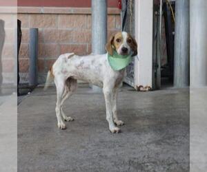 Beagle-Unknown Mix Dogs for adoption in San Antonio, TX, USA