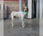 Small Beagle Mix