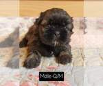 Small Photo #15 Shih Tzu Puppy For Sale in MANES, MO, USA