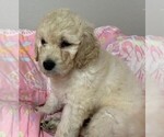 Small Photo #5 Labradoodle Puppy For Sale in PIERSON, FL, USA