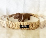 Small #4 Dachshund