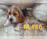Image preview for Ad Listing. Nickname: Litter of 5