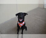 Small Photo #2 Labrador Retriever-Unknown Mix Puppy For Sale in McKinney, TX, USA
