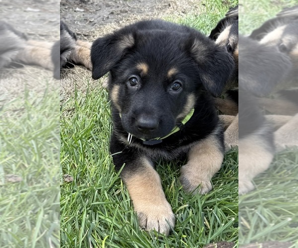 Medium Photo #4 German Shepherd Dog Puppy For Sale in BRIGHTON, CO, USA