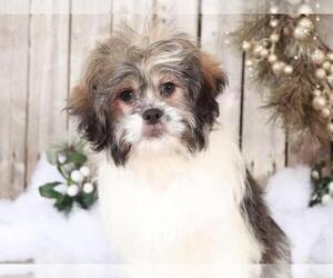 Zuchon Puppy for sale in MOUNT VERNON, OH, USA