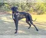Small #1 Great Dane