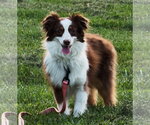 Small #1 Australian Shepherd