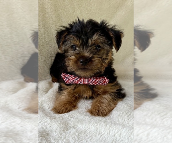 Medium Photo #4 Yorkshire Terrier Puppy For Sale in FAIR HAVEN, MI, USA