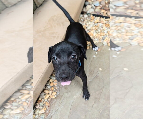 Medium Photo #4 Chihuahua-Labrador Retriever Mix Puppy For Sale in Virginia Beach, VA, USA