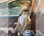 Small #1 Carolina Dog-Labrador Retriever Mix