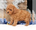 Small #7 Cavapoo