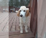 Small Photo #1 Poodle (Standard) Puppy For Sale in WAUSAUKEE, WI, USA