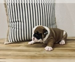 Small Photo #4 English Bulldog Puppy For Sale in HAUGHTON, LA, USA