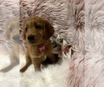 Small Photo #6 Goldendoodle Puppy For Sale in SAINT GEORGE, UT, USA