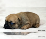 Small Photo #13 French Bulldog Puppy For Sale in WINNSBORO, TX, USA
