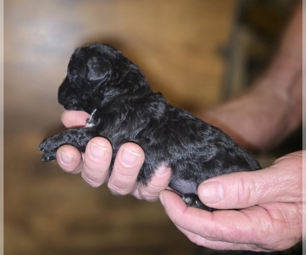 Medium Photo #12 Poodle (Toy) Puppy For Sale in DYERSBURG, TN, USA