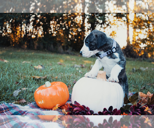 Medium Photo #2 Great Dane Puppy For Sale in HORTON, MI, USA